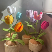 Häkelblumen Topf Häkel Tulpen Rosa Lila